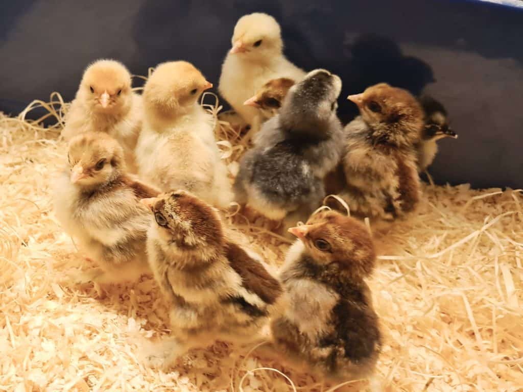 Baby chicks at Children’s Farm Pikkupiha during Easter TipuLive